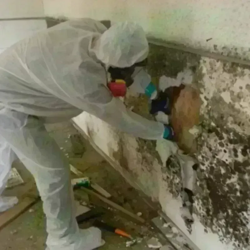 Mold Remediation and Removal in Butler County, NE